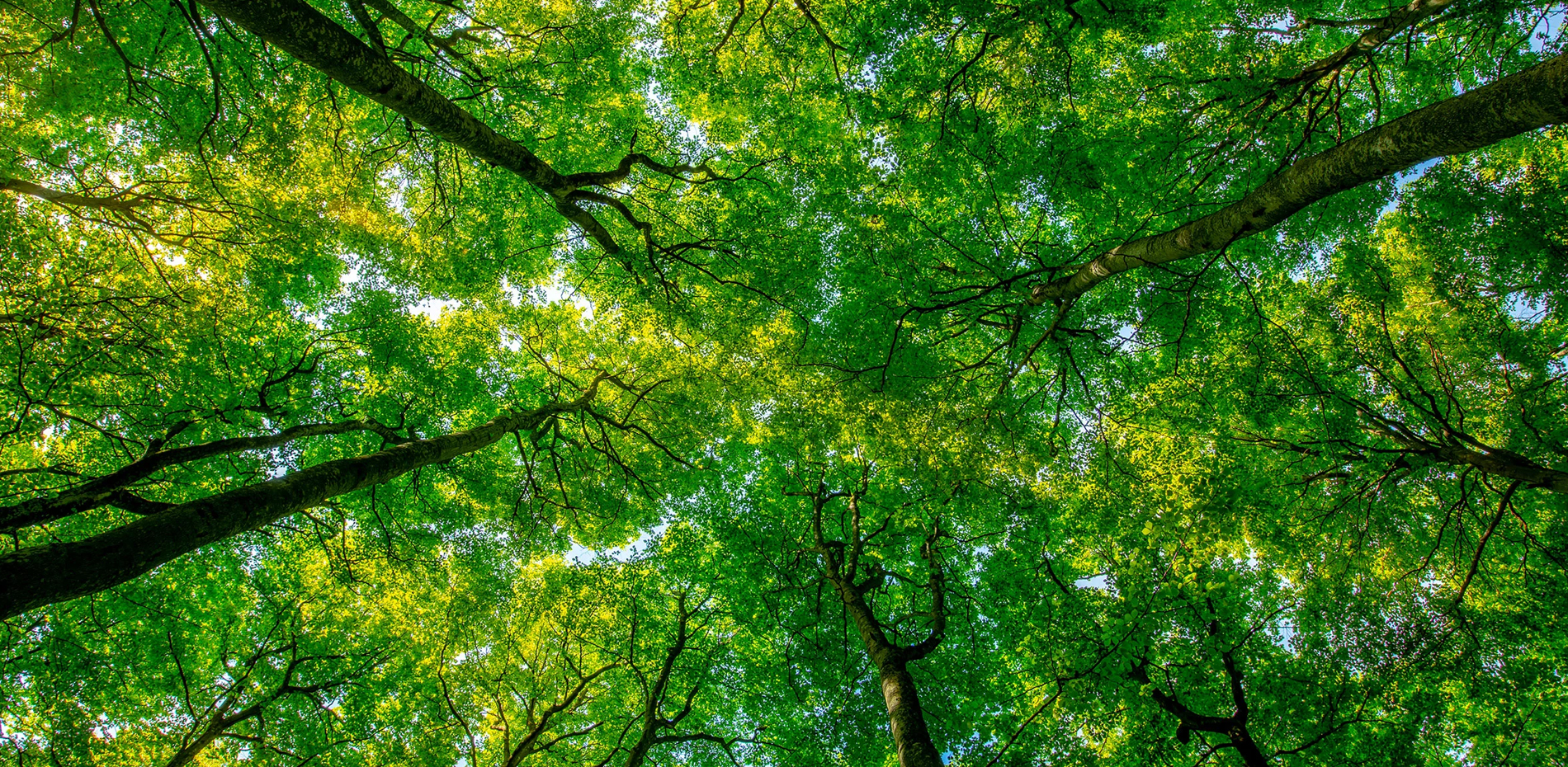 How To Reduce Your Carbon Footprint 1900X930 @300 How To Reduce Your Carbon Footprint 1900X930 @300